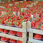 Agriturismo La Ruota Çiftlik konaklama *
