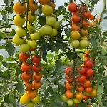 Gospodarstwo agroturystyczne La Ruota *