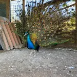 Agriturismo La Ruota Çiftlik konaklama *