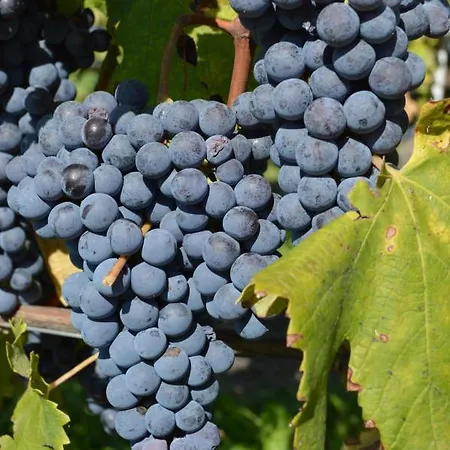 Agriturismo La Ruota *