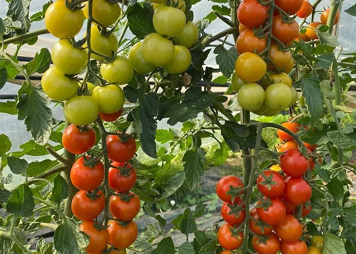 Agroturismo La Ruota *
