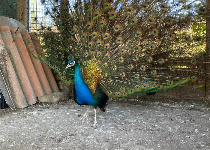 La Ruota Agroturismo *